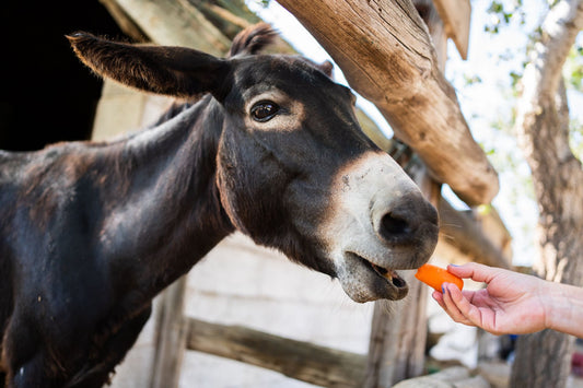 Strategizing around people management – is the carrot still worth the stick?